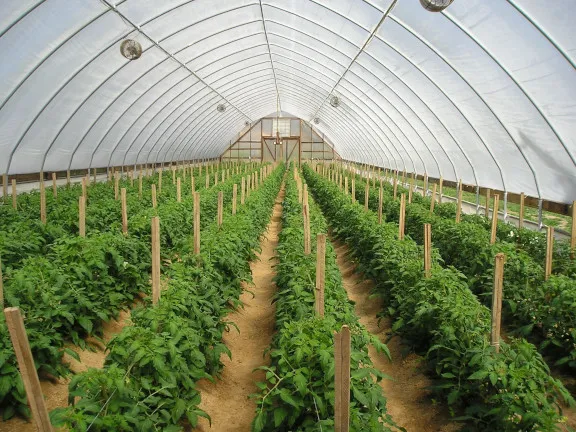 Greenhouse